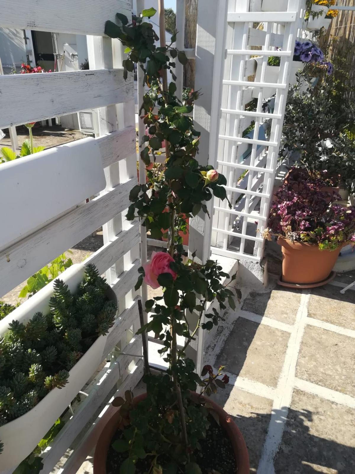 לינה וארוחת בוקר פולינאנו א מארה Mandorleolio מראה חיצוני תמונה